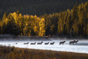 Elk Crossing River