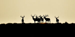 Sunset Elk