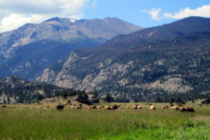 Grazing Elk