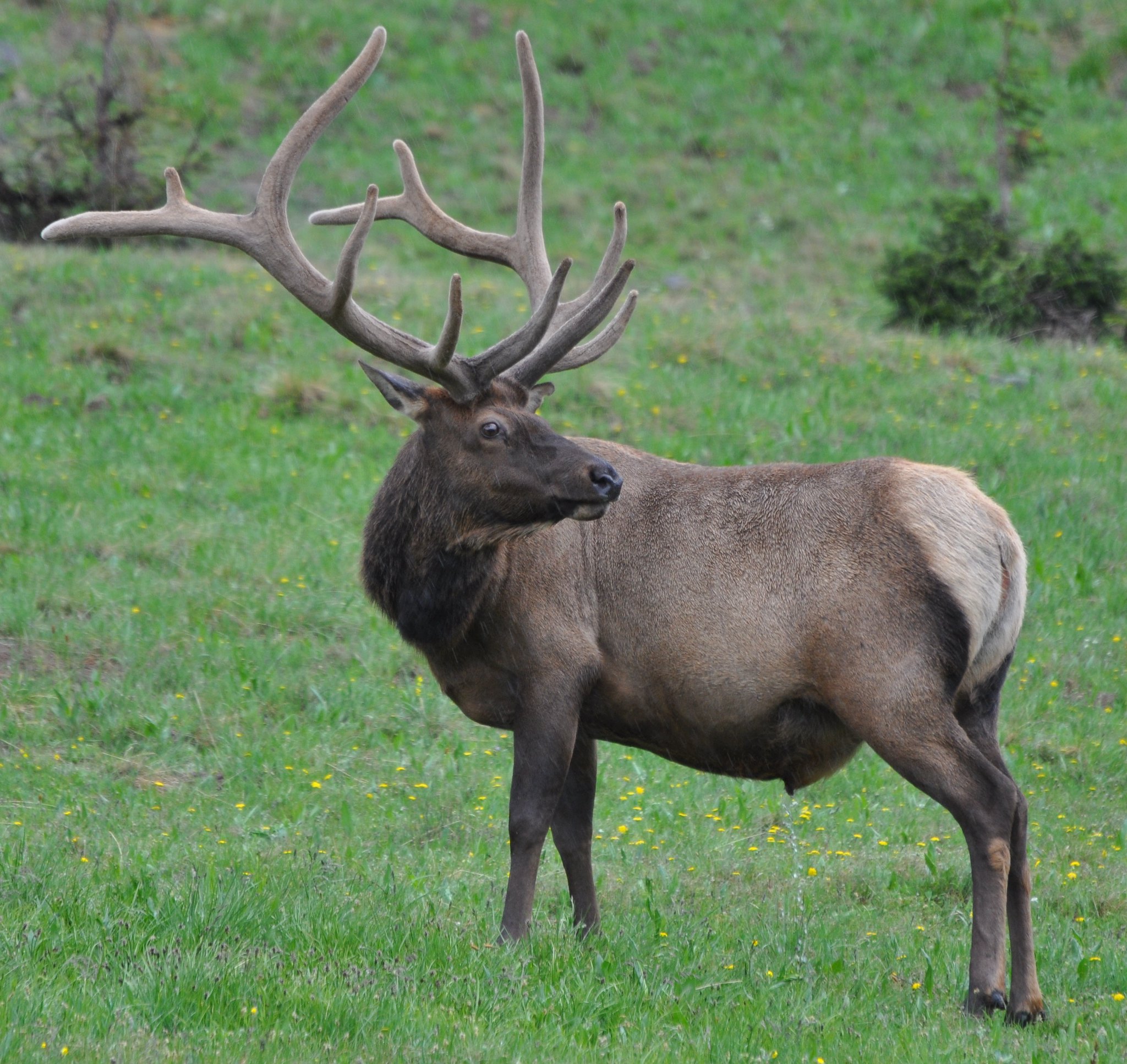 Types of Elk - Bag A BeastBag A Beast