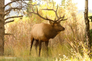 Bull Elk 