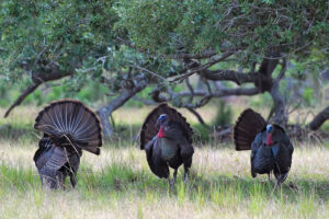 group of turkeys